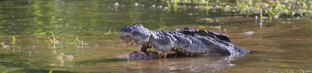 Crocodile with head of our the water