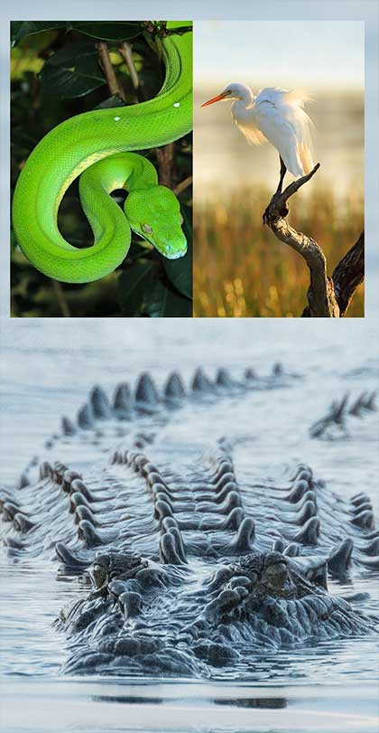 Daintree River Wildlife Collage